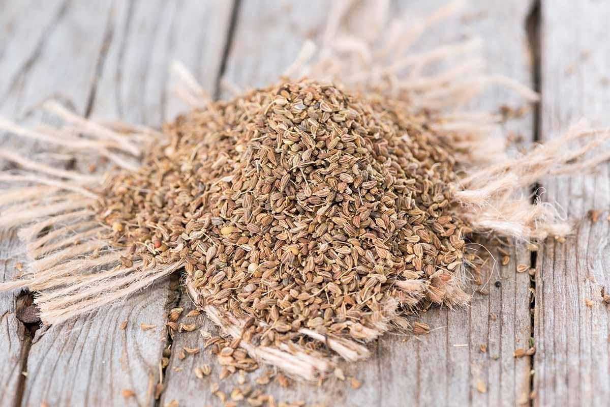 Anise3