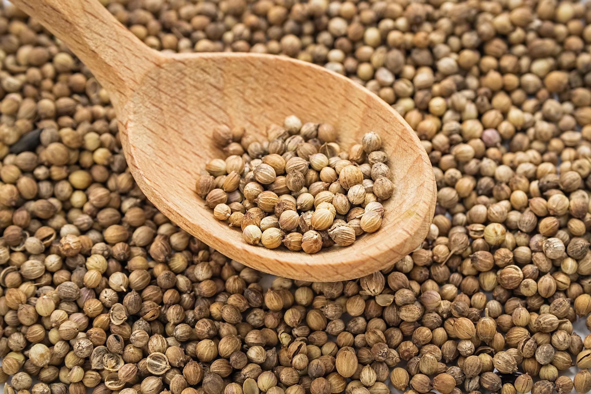 Cilantro4